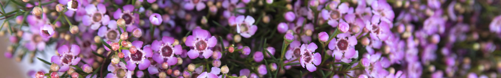 West Coast Flora - Contact