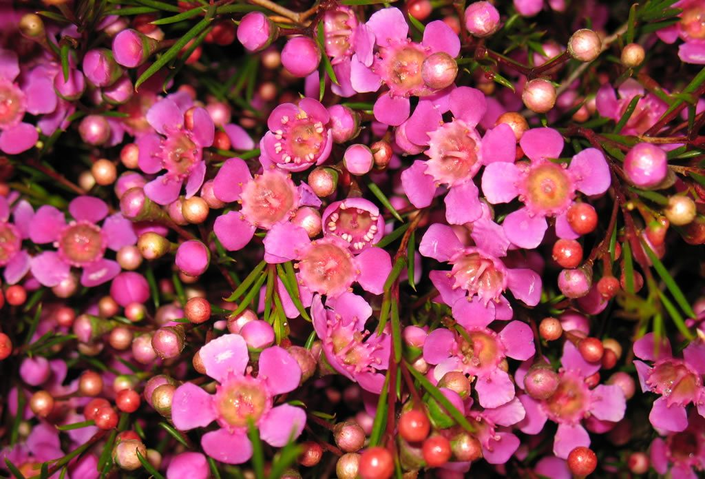 Eden: August - September