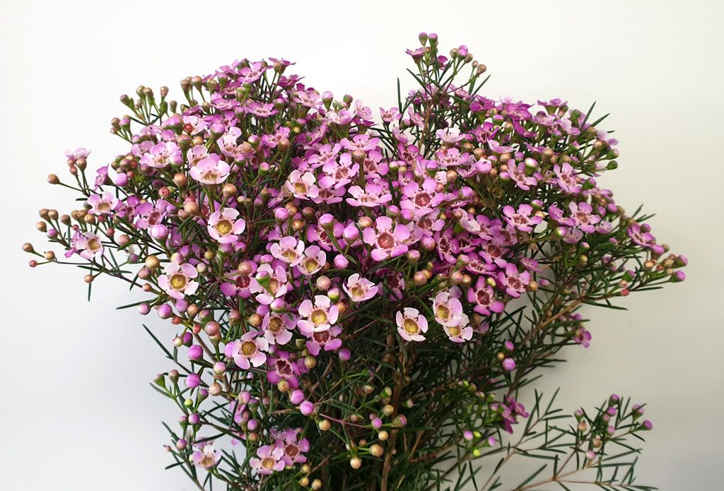 Jupiter: April - May