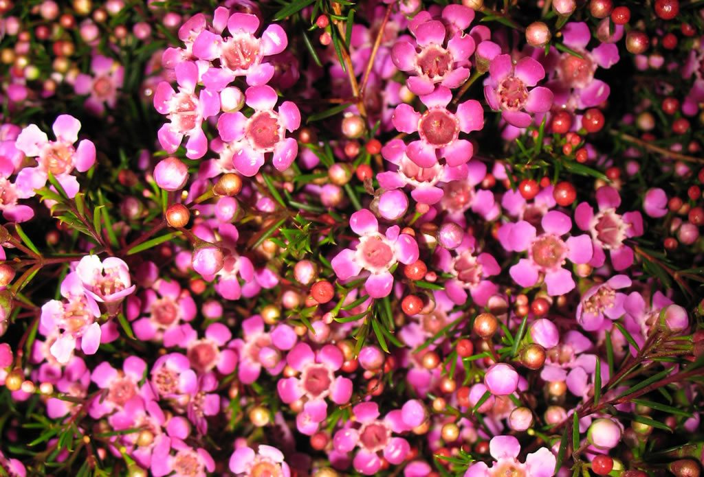 M.B. Violet: August - September