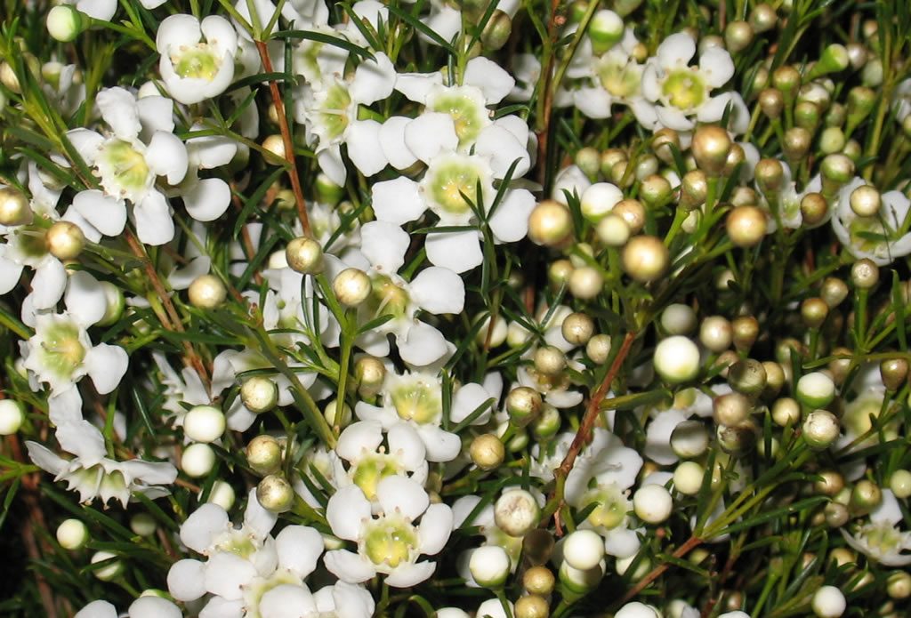 Ofir: August - October